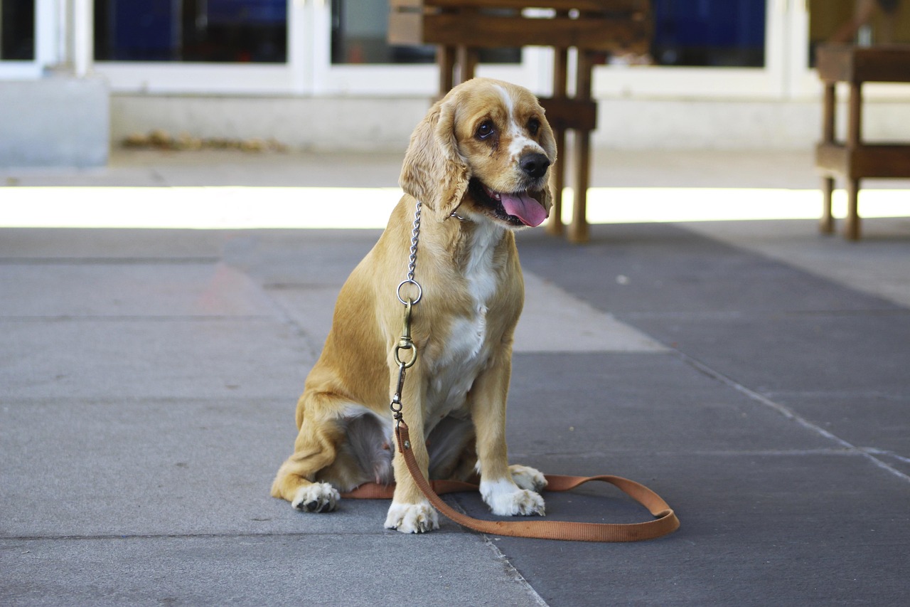 Spanish water dog and handler in a training setting
