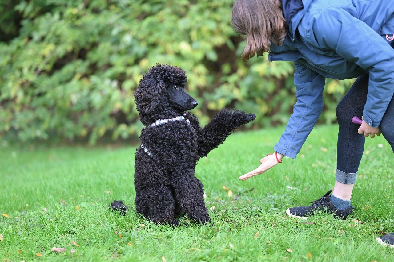 Dogs and handlers gathering in community at an event