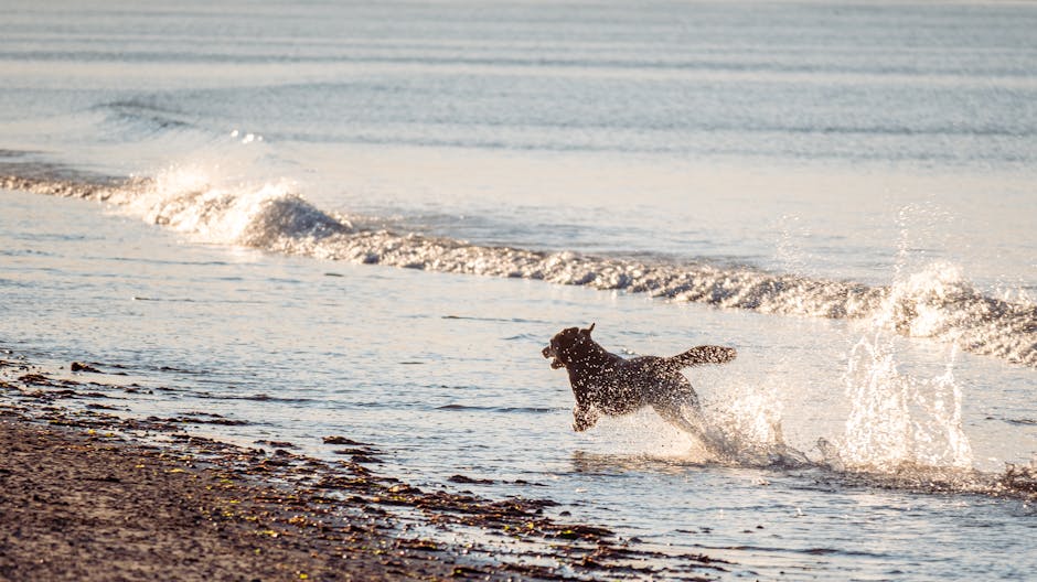 Spanish water dog standing in warm evening light